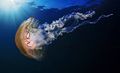 Реактивний рух в природі - медуза.jpg